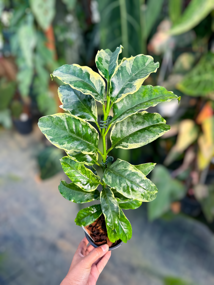 PS0972 - Hoya multiflora (outer variegated)