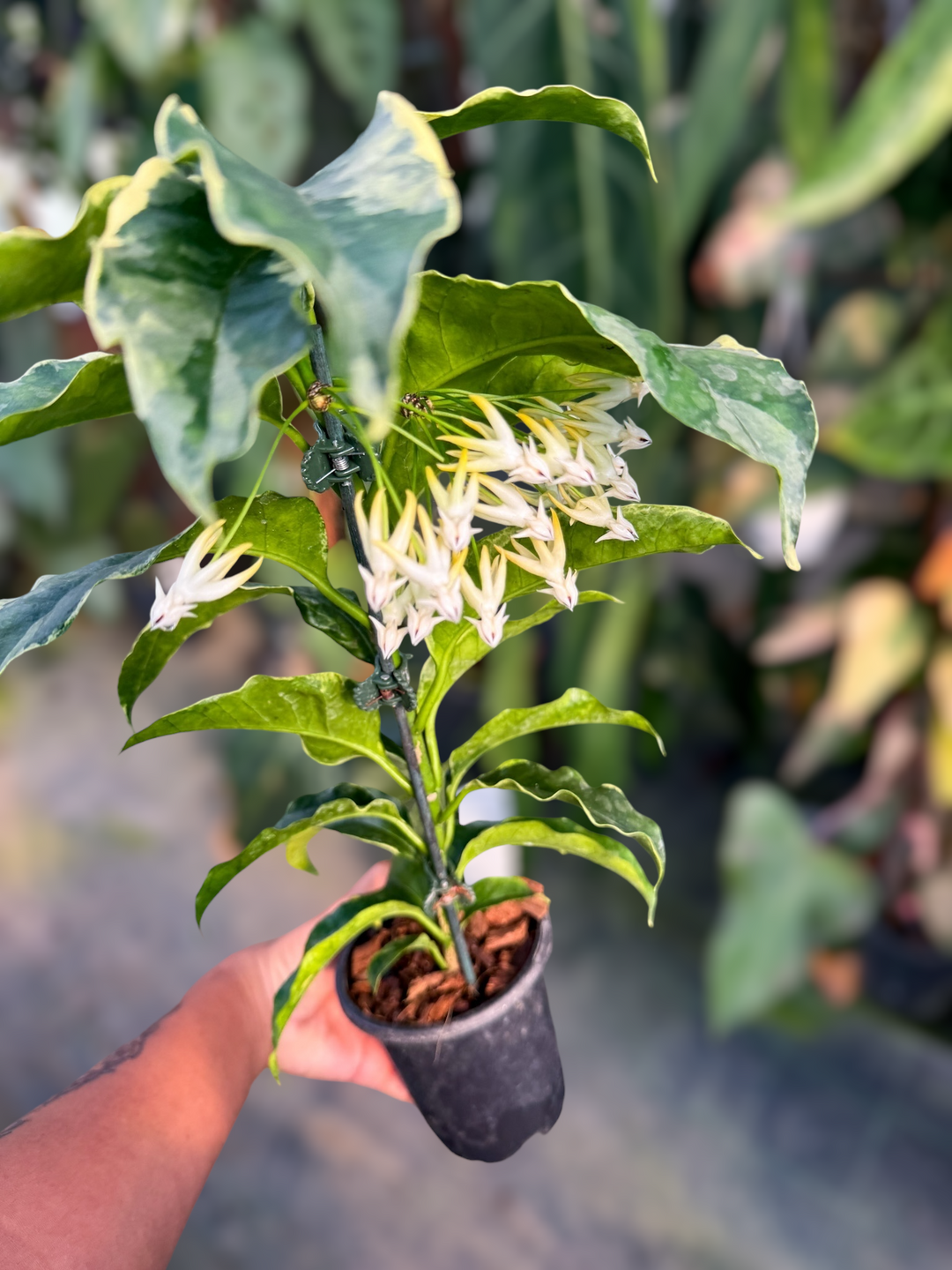 PS0972 - Hoya multiflora (outer variegated)