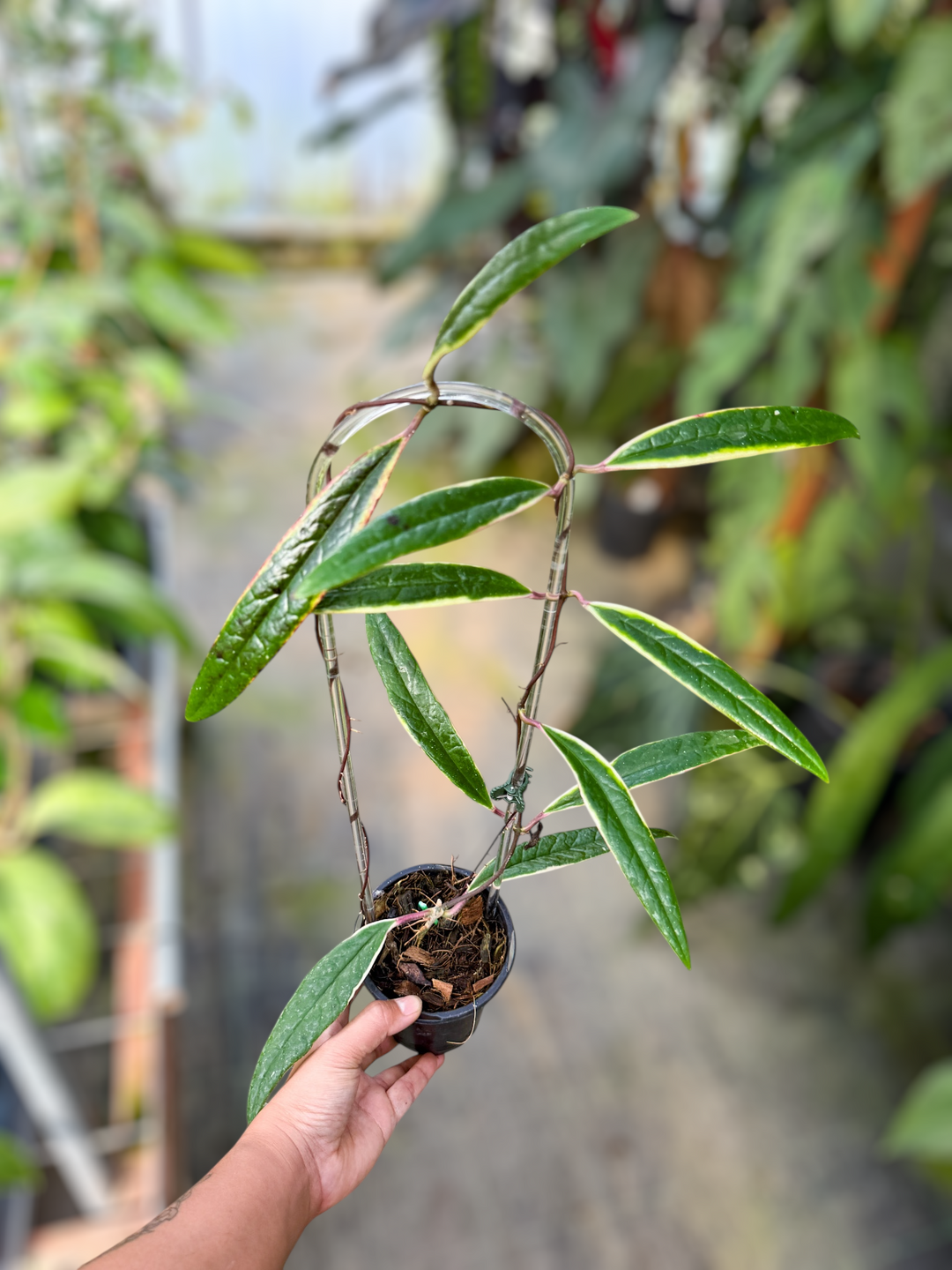 PS0973 - Hoya sulawesiana (outer variegated)
