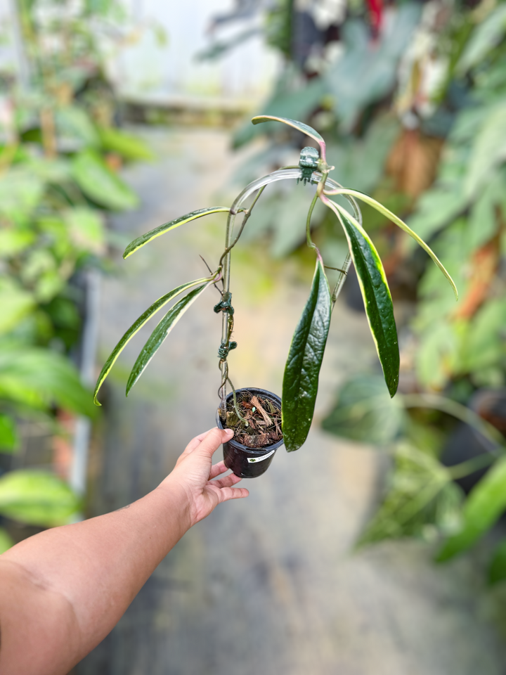 PS0975 - Hoya sulawesiana (outer variegated)