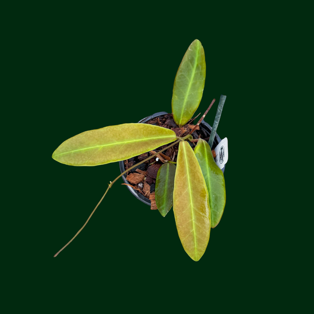 Hoya pulchra