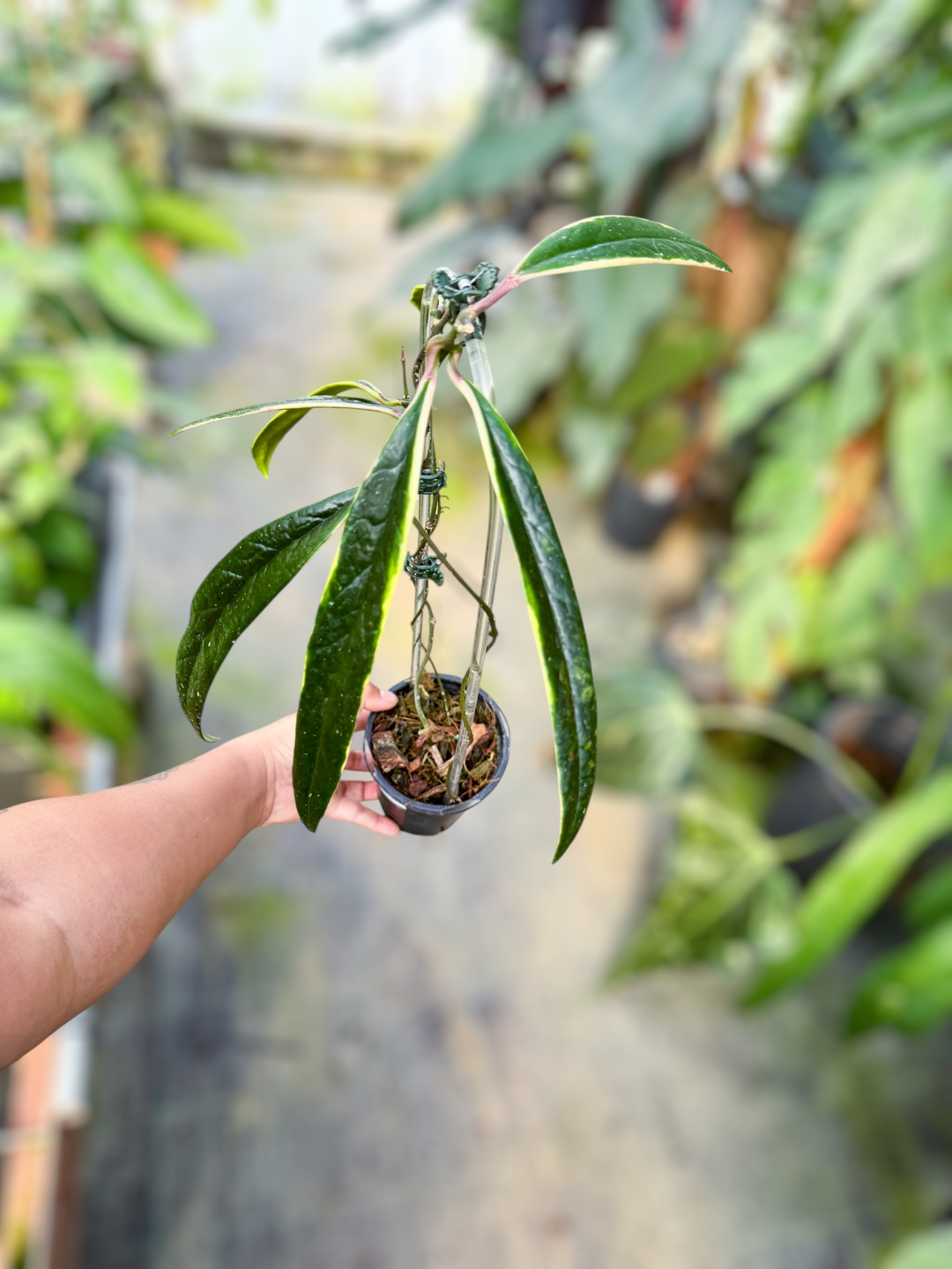 PS0975 - Hoya sulawesiana (outer variegated)