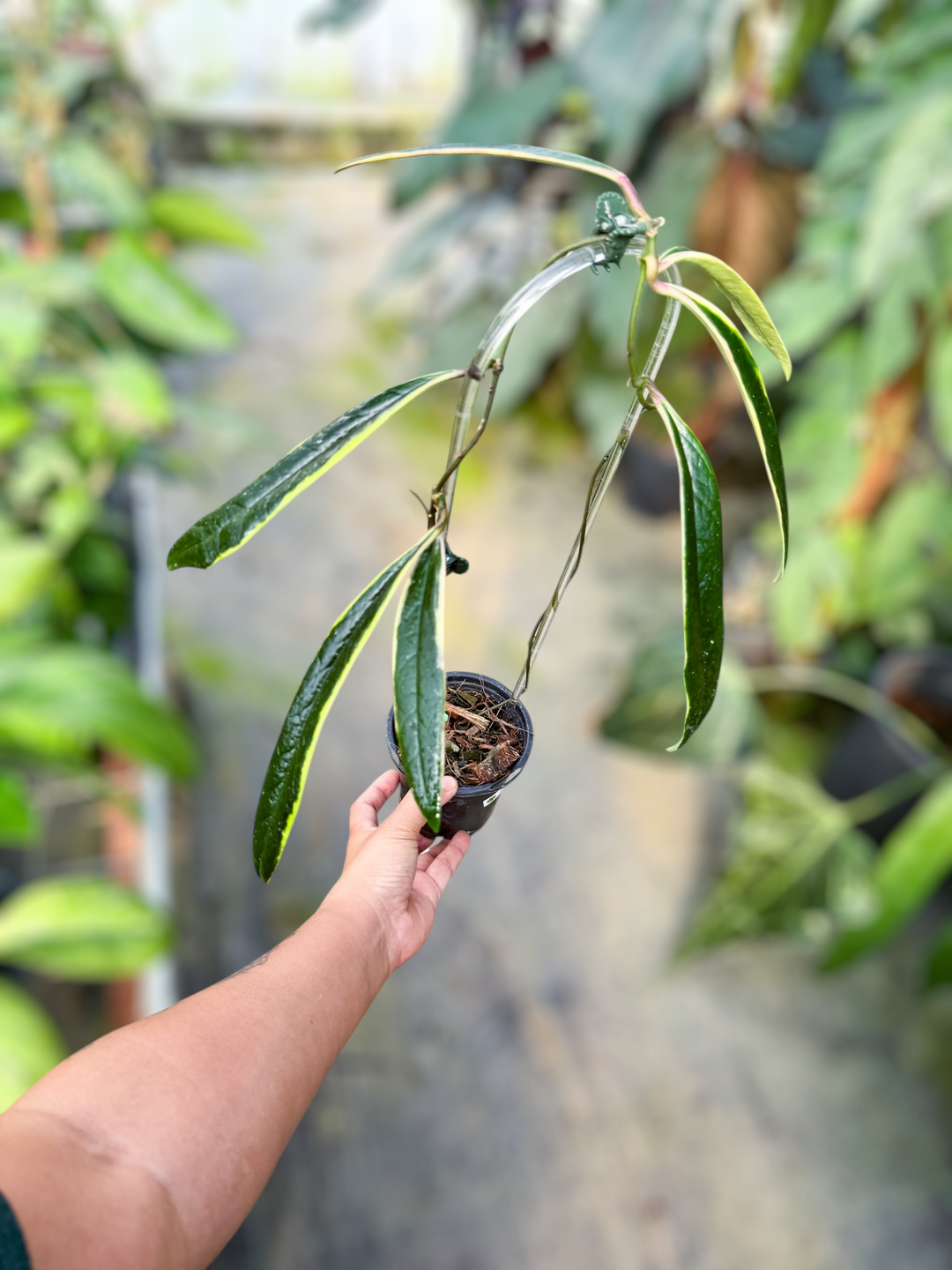 PS0975 - Hoya sulawesiana (outer variegated)