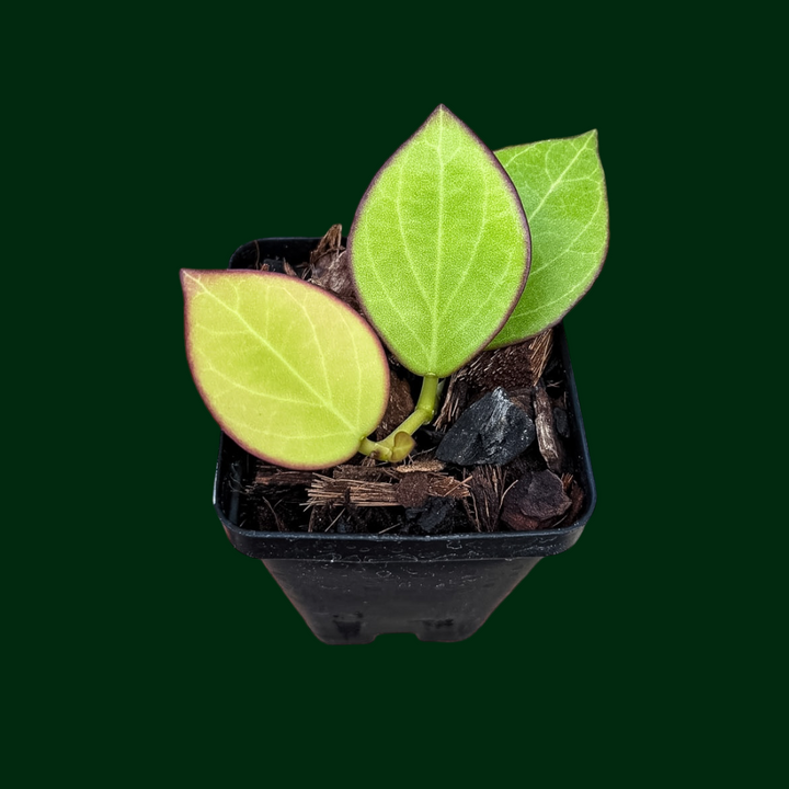 Hoya ‘Genoveva’