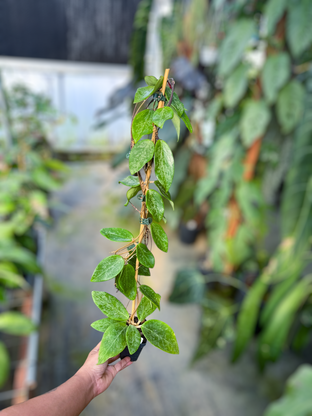 PS0976 - Hoya ‘Rime’ (splash)