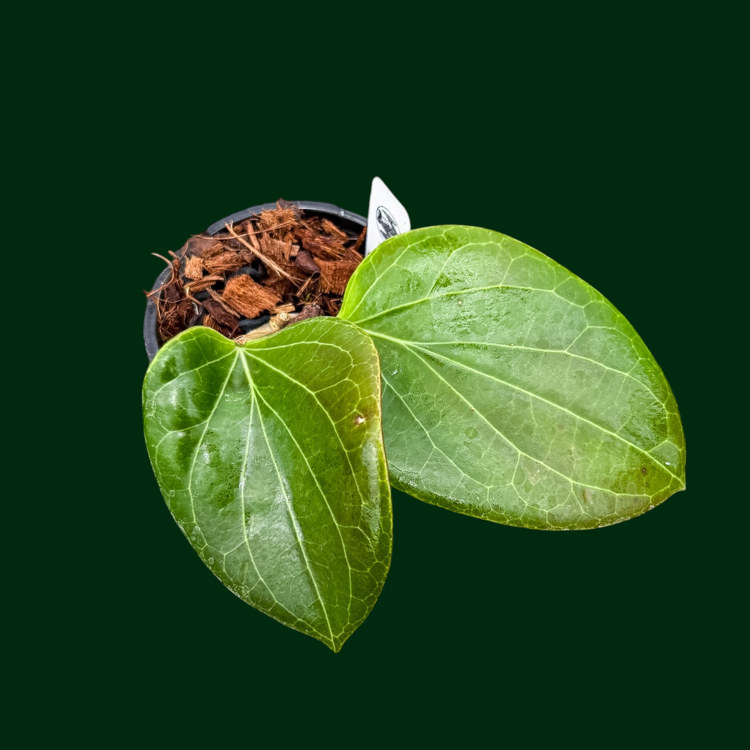 Hoya sp. PNG sv 432