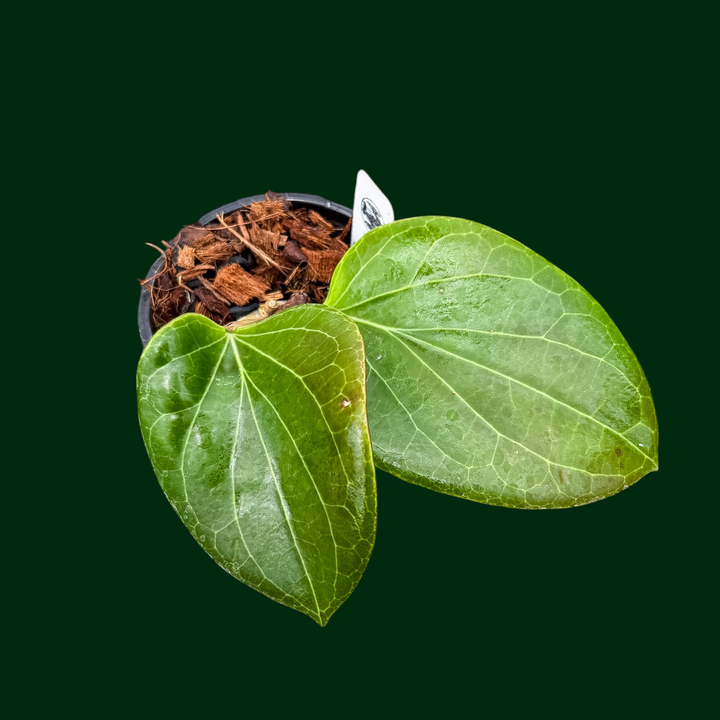 Hoya sp. PNG sv 432