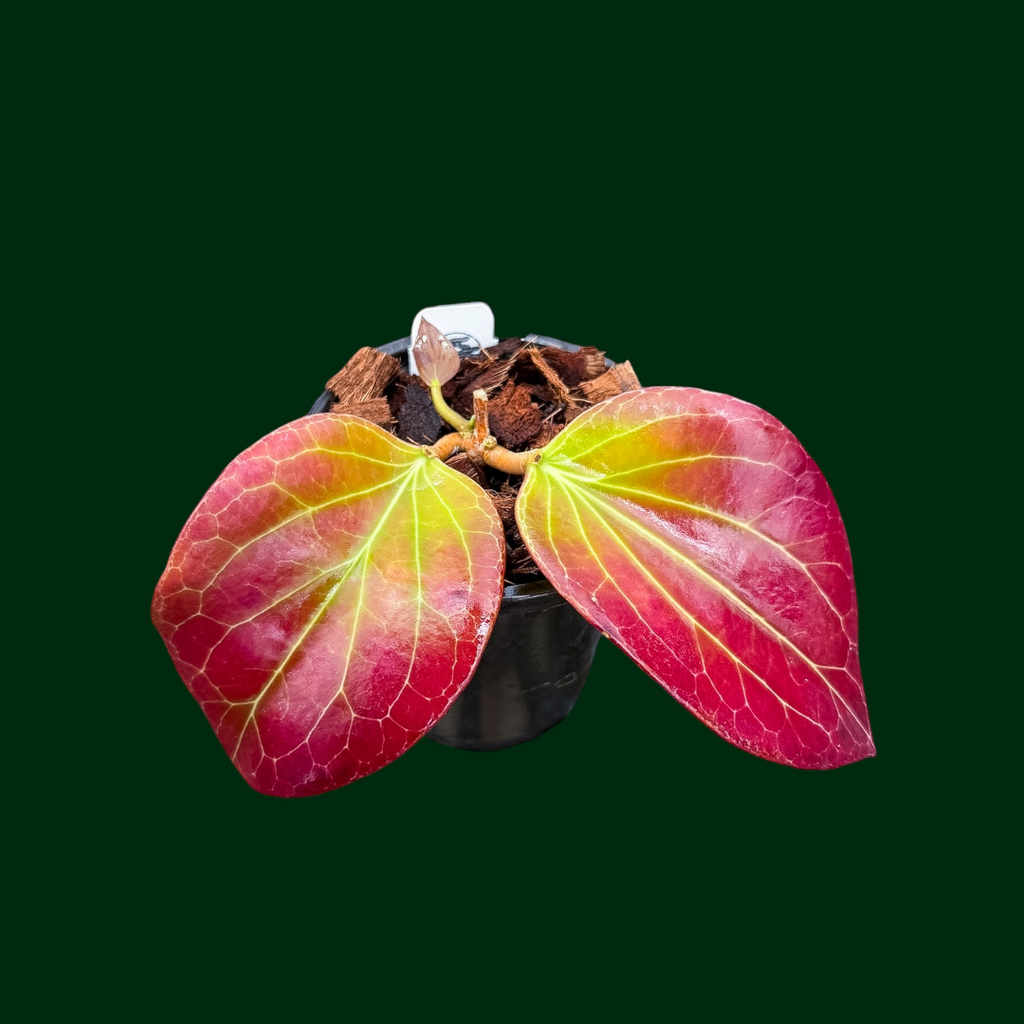 Hoya sp. PNG sv 432 – Unsolicited Plant Talks