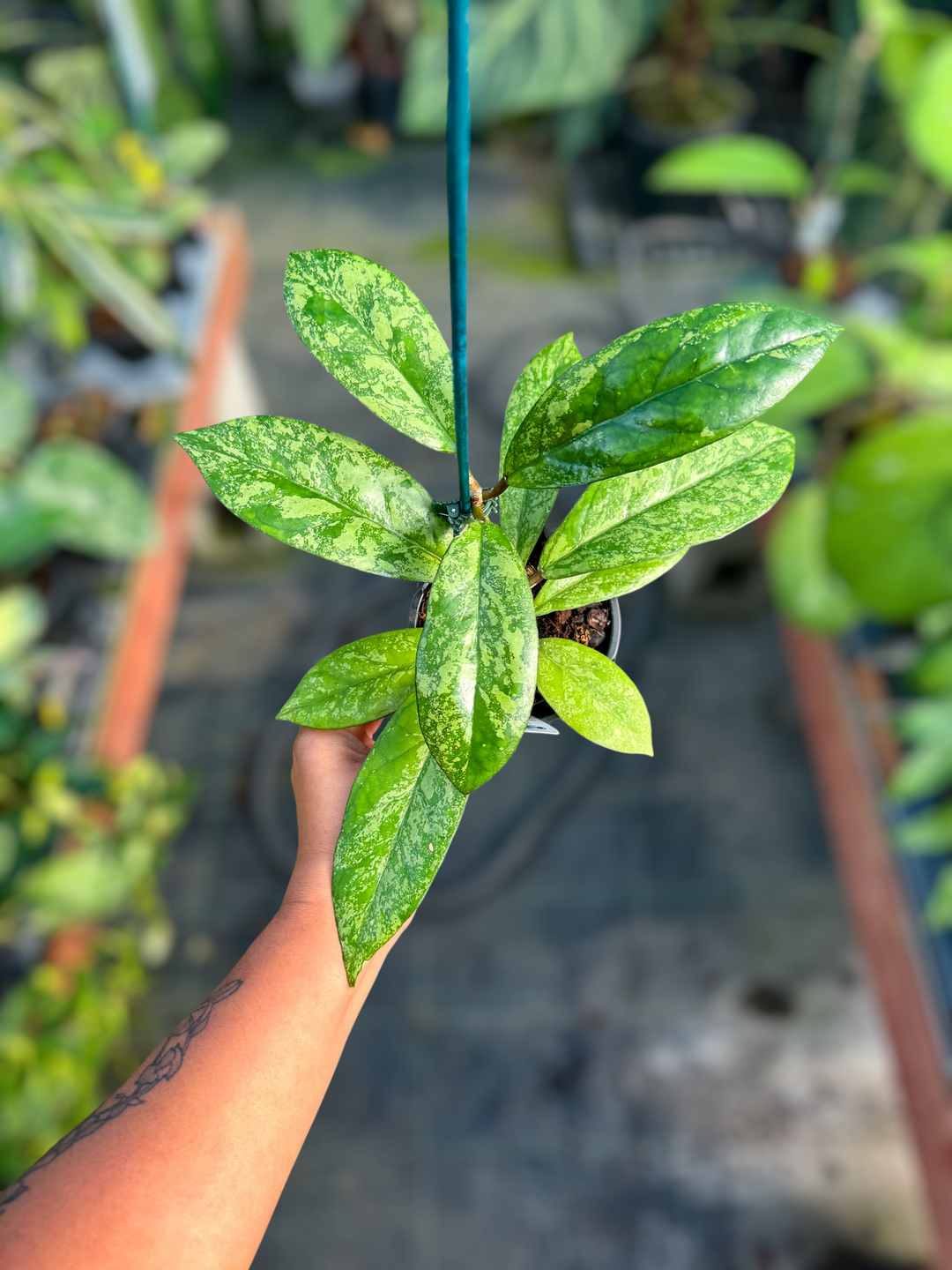 PS0978 - Hoya ‘Blessing’