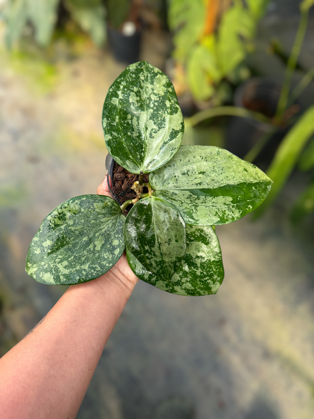 PS0979 - Hoya latifolia ‘Snow Queen’