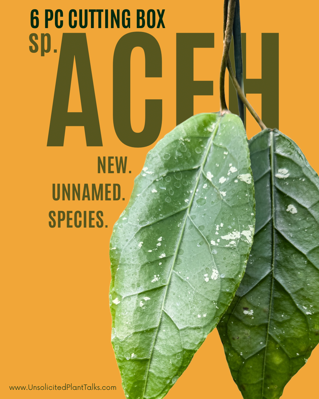 LIMITED OFFER! 6pc Hoya sp. (Aceh) cutting box!