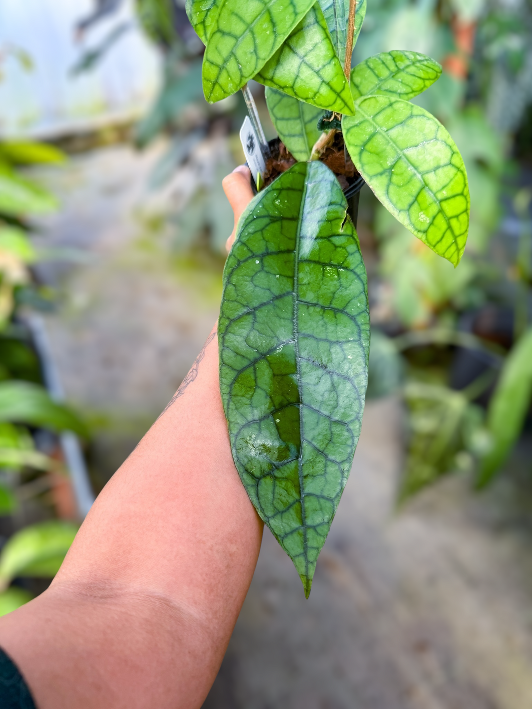 PS0980 - Hoya callistophylla ‘King’