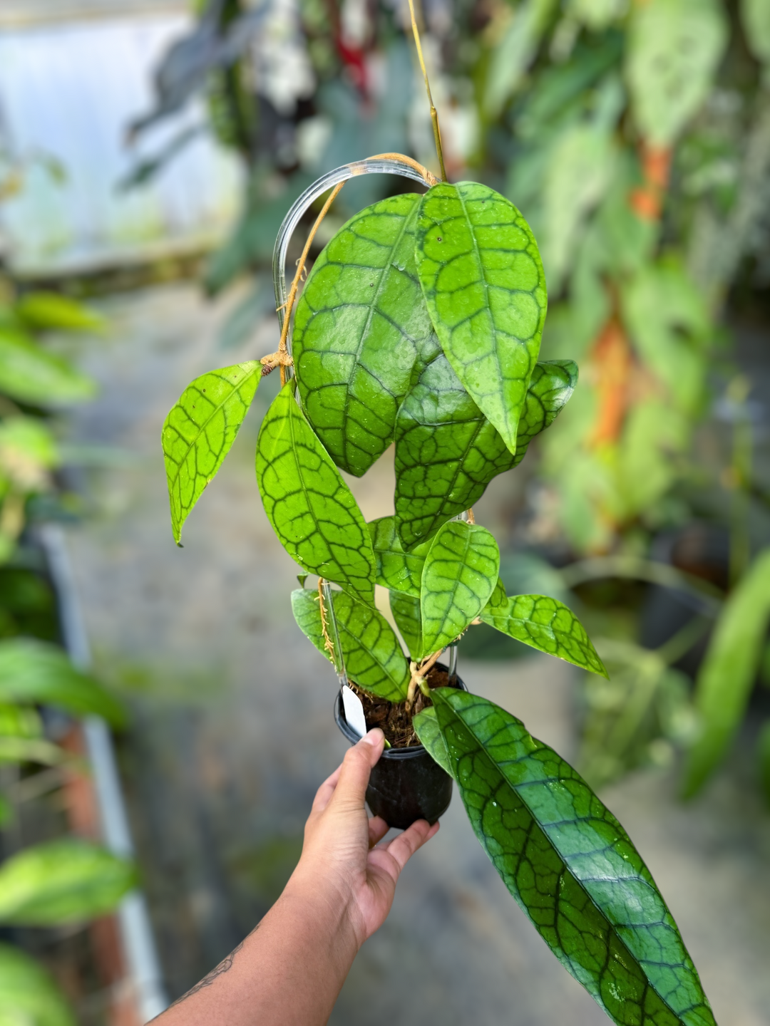 PS0980 - Hoya callistophylla ‘King’