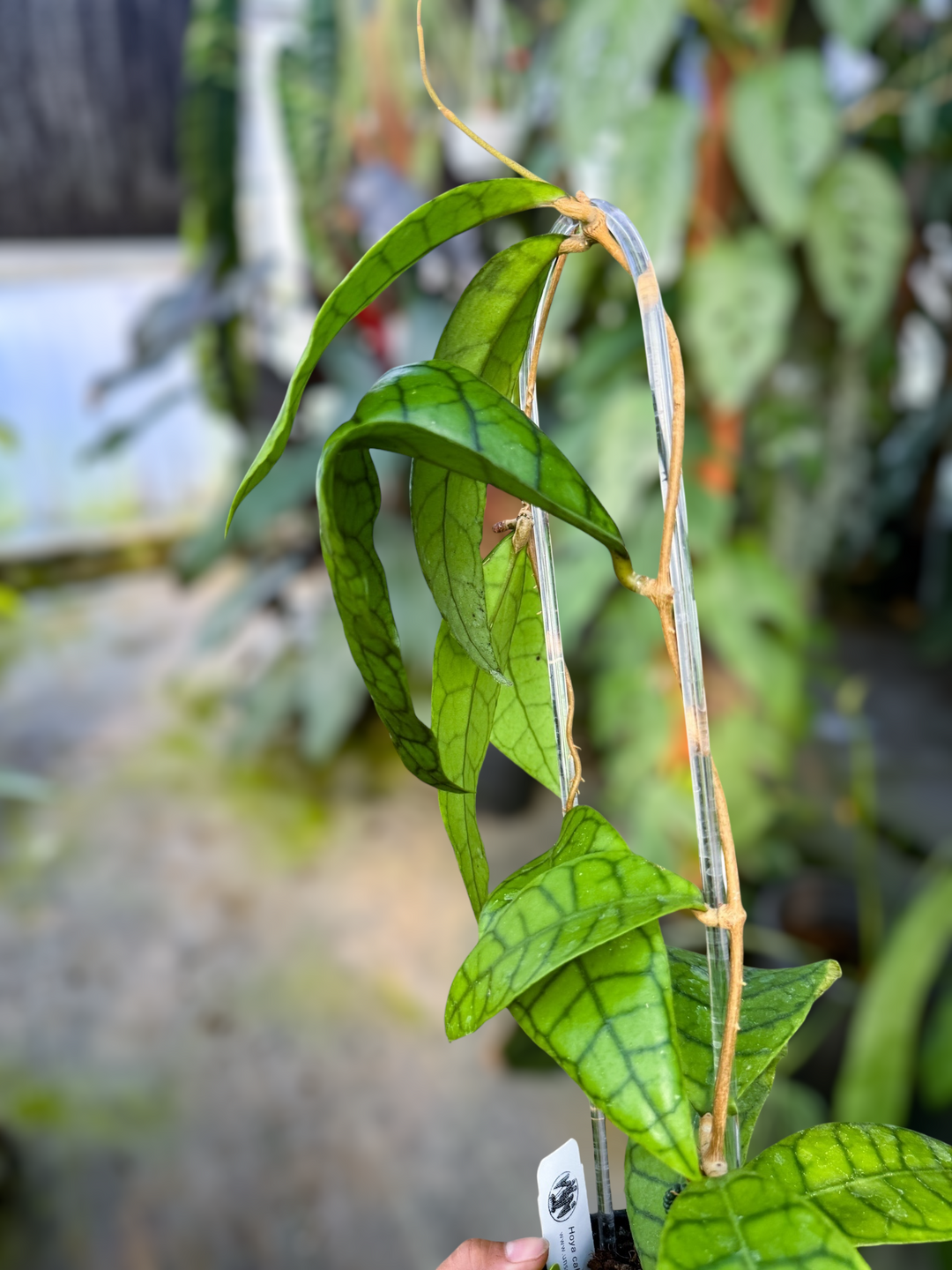 PS0980 - Hoya callistophylla ‘King’