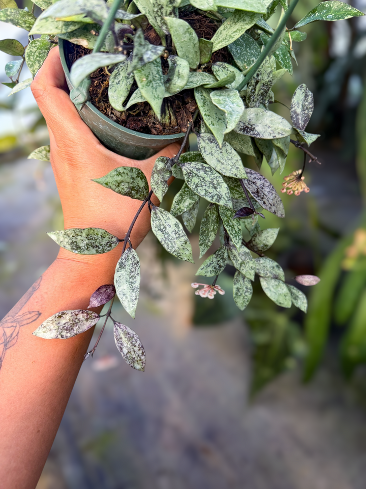 PS0981 - Hoya lacunosa ‘Snow Caps’