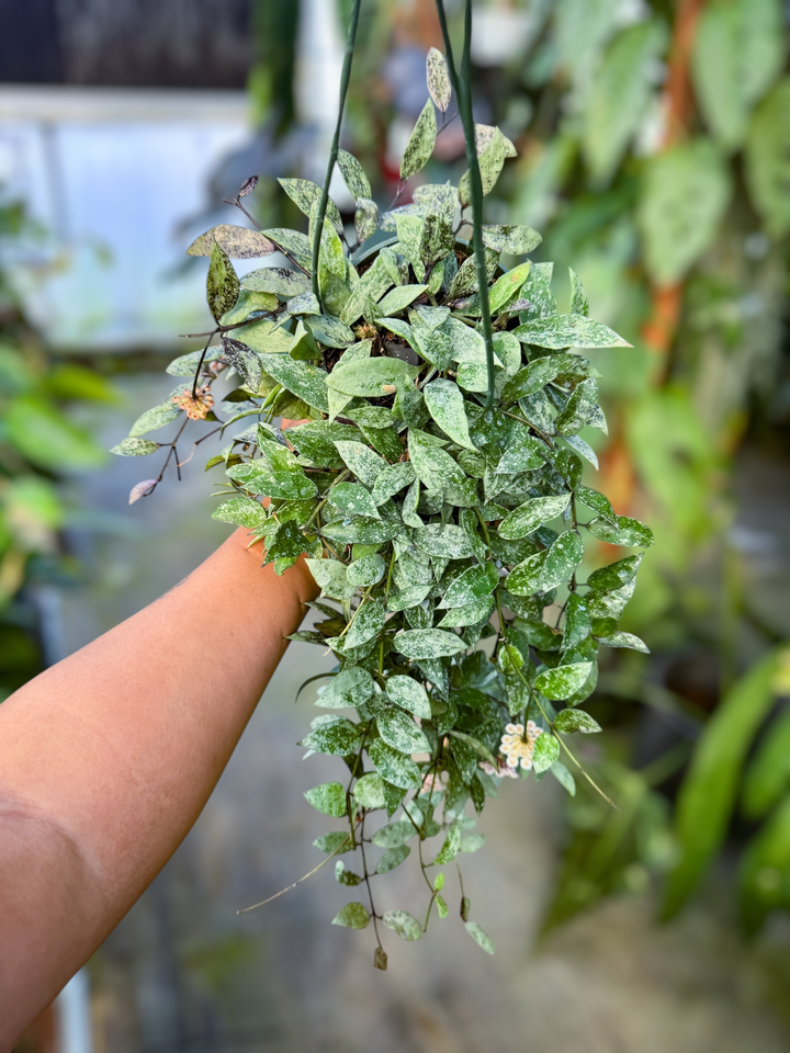 PS0981 - Hoya lacunosa ‘Snow Caps’
