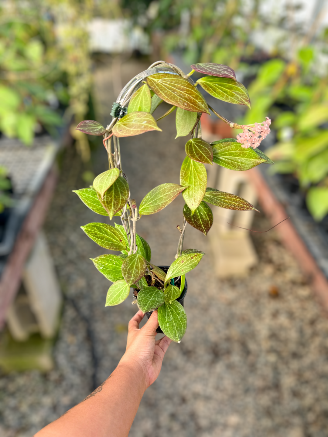 PS0855 - Hoya nicholsoniae (fka hellwigiana)