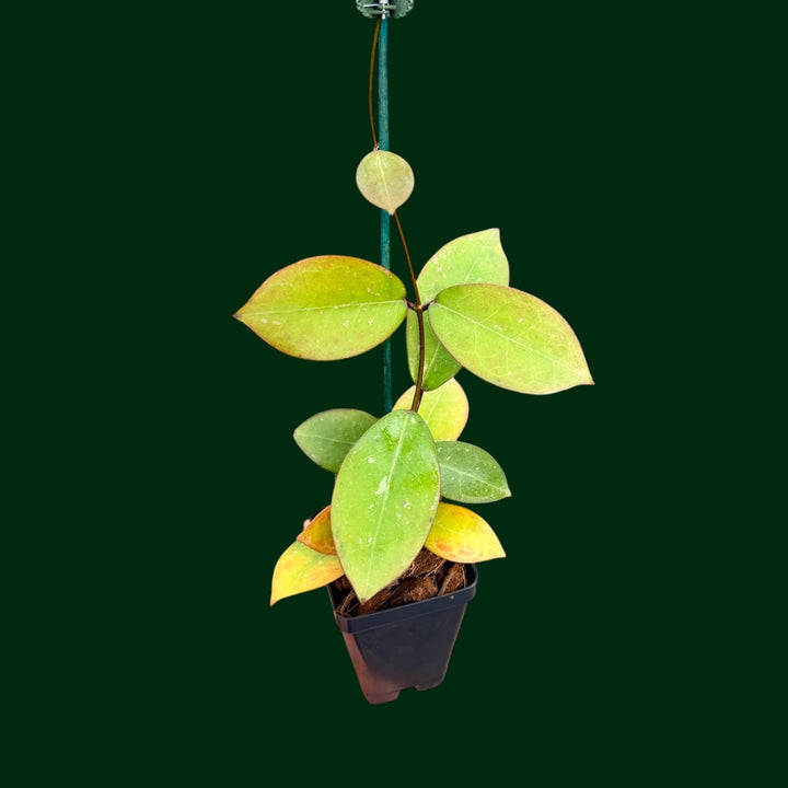 Hoya australis x Hoya elliptica