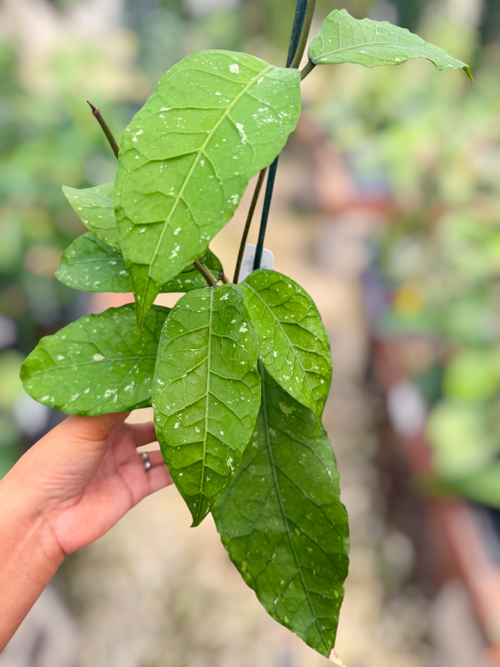 PS0843 - Hoya sp. (Aceh, no.21BT1)
