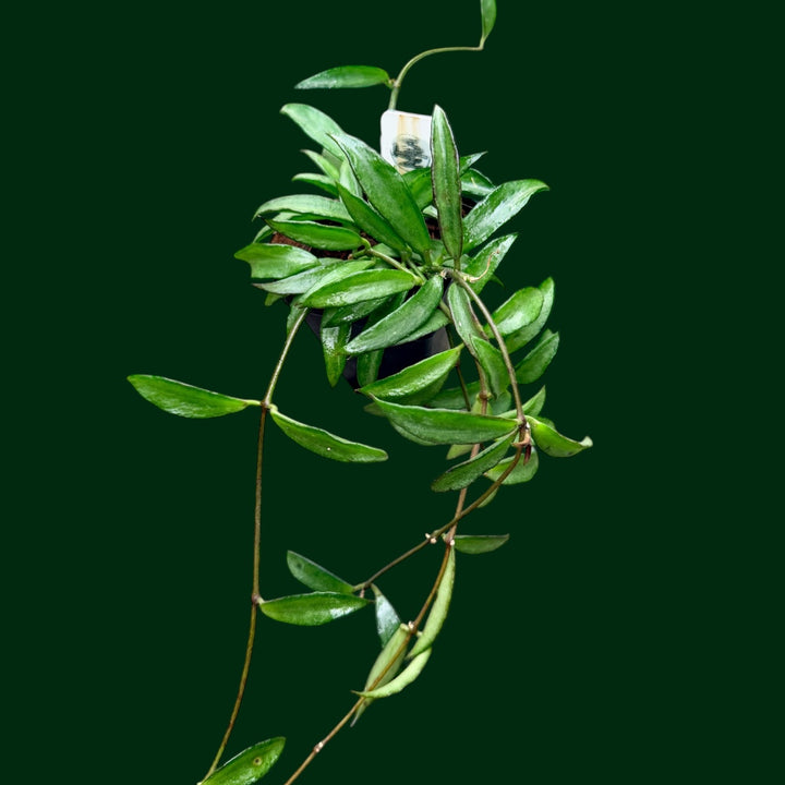 Dischidia kerrii (UNCOMMON!)