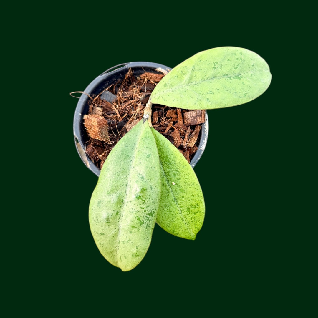 Hoya sp. (Kapuas Hulu, Silver)