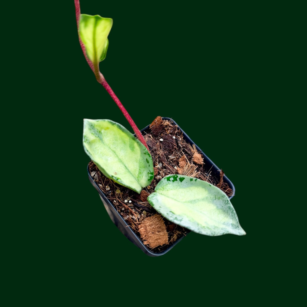 Hoya carnosa ‘Argentea Princess’ Hoya carnosa 'Argentea Princess' | Unsolicited Plant Talks