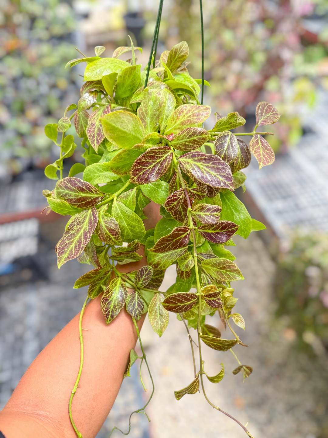 PS0847 - Hoya obscura