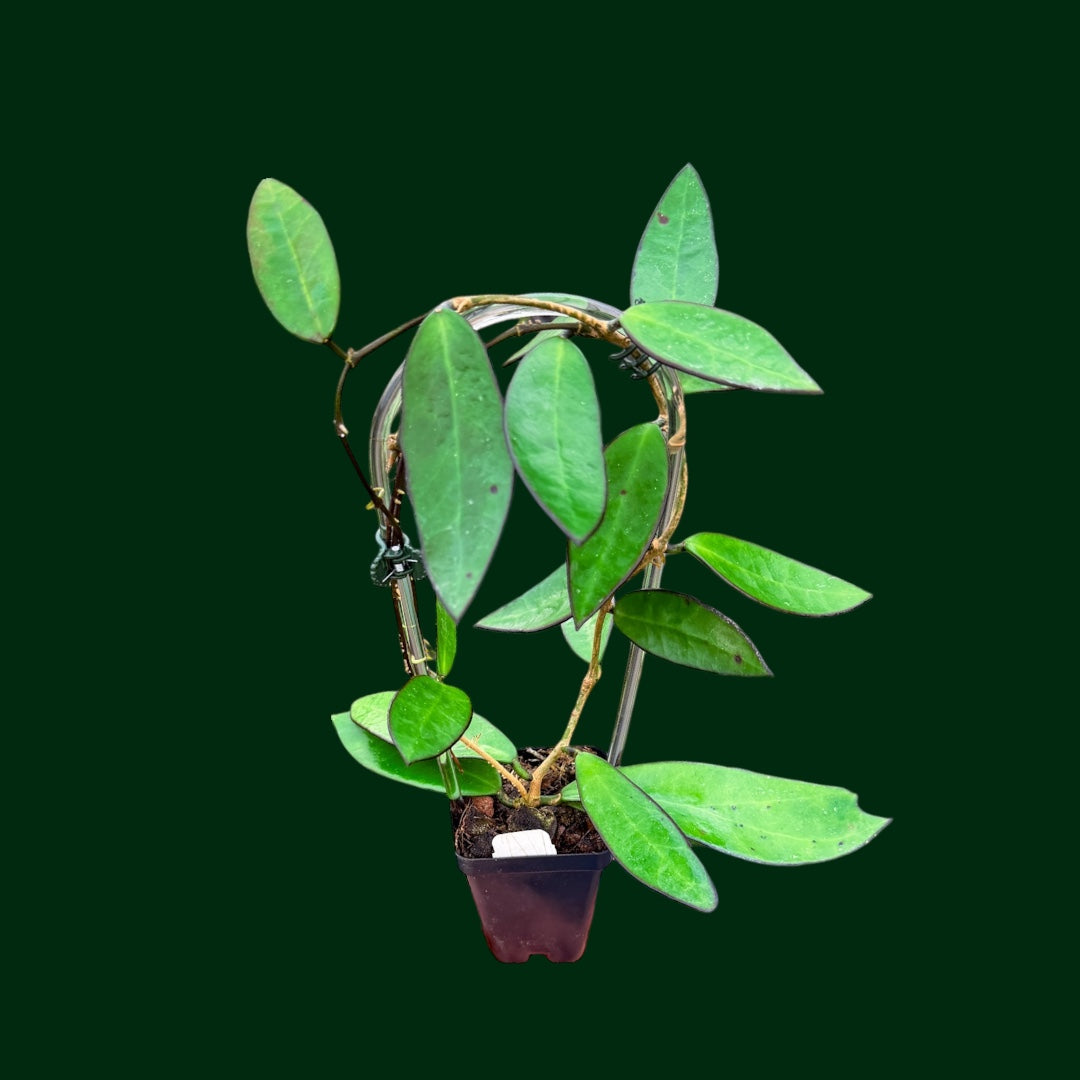 Hoya ‘Lime Sherbet’