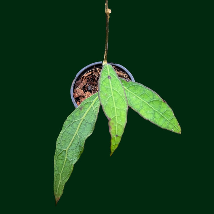 Hoya aff. clemensiorum (IML 1752)