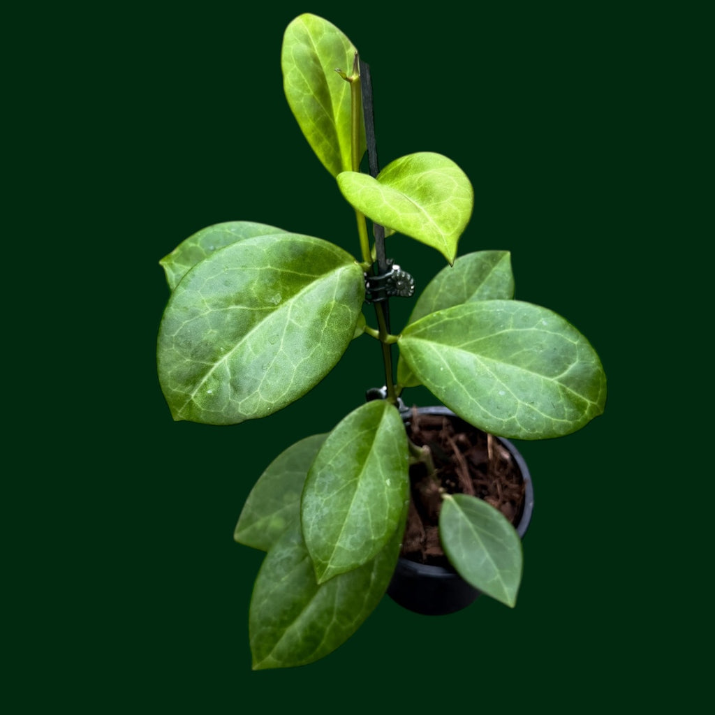 Hoya WRX 76-01 (mindorensis (red) x subquintuplinervis