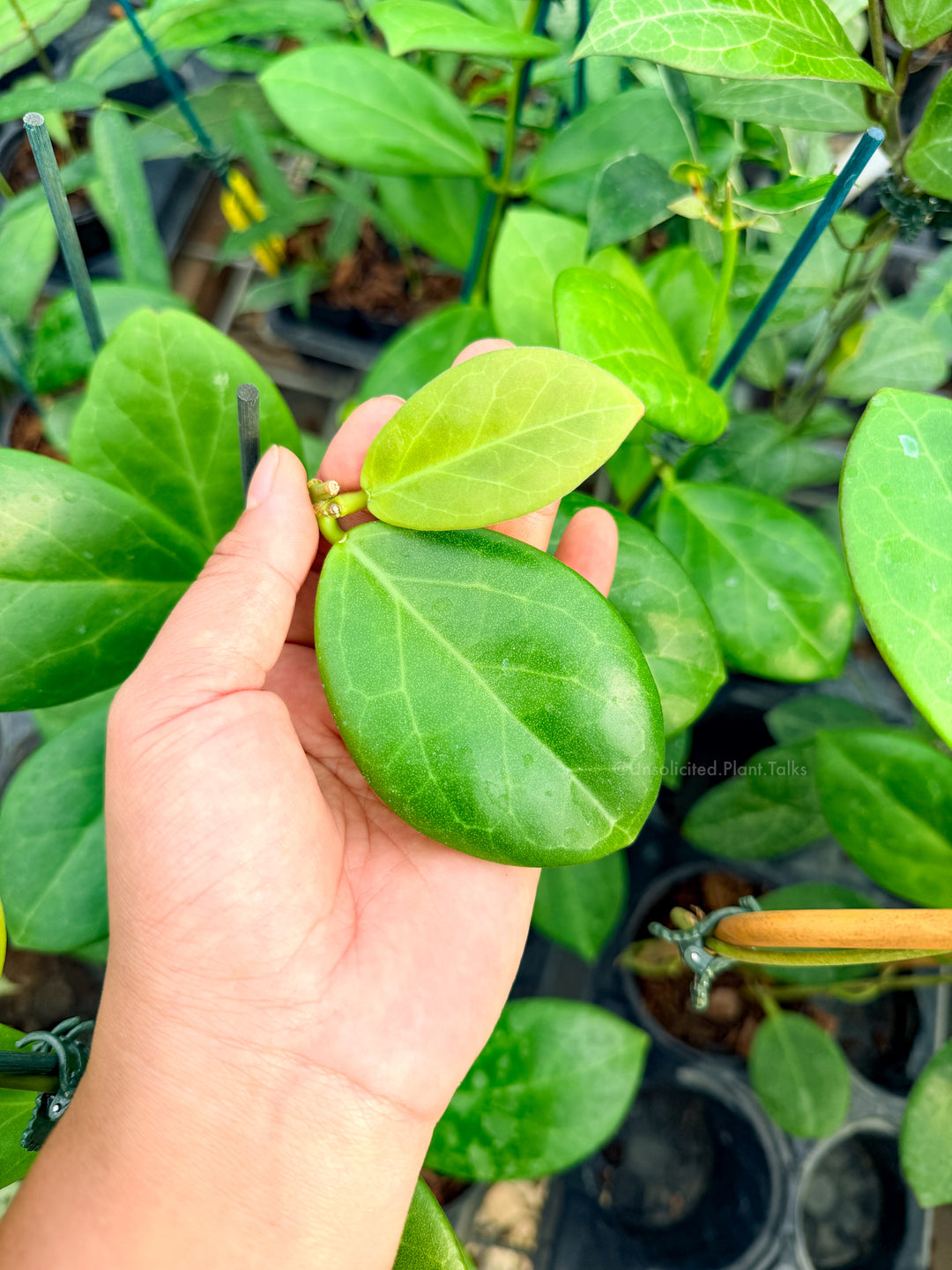 Hoya WRX 76-01 (mindorensis (red) x subquintuplinervis)