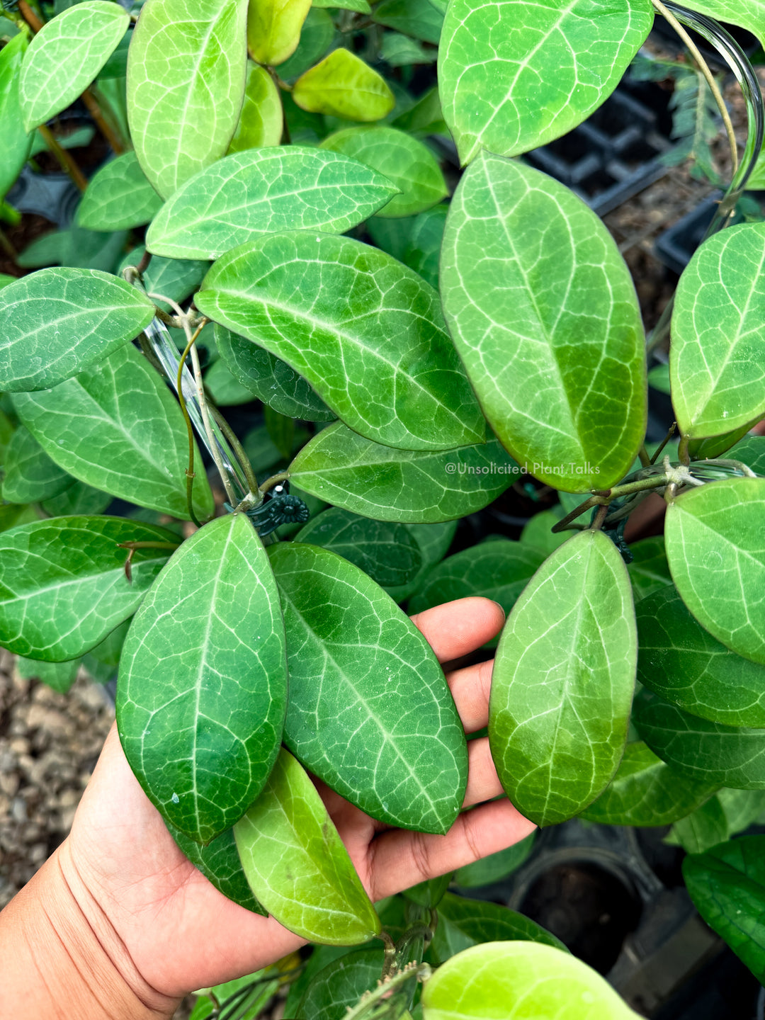 Hoya 'Karaked 14' (WRX32-12, UT033 x elliptica)