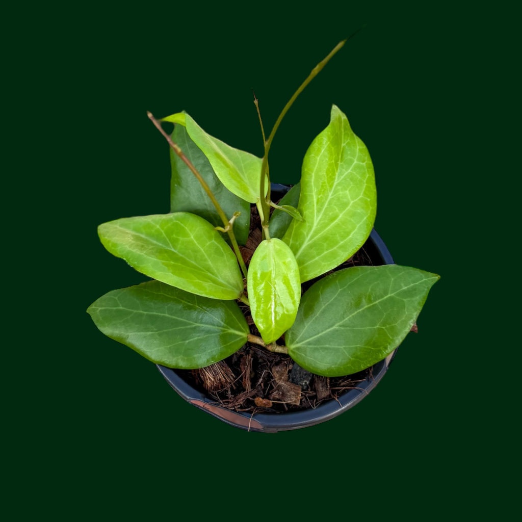 Hoya cutis-porcelana