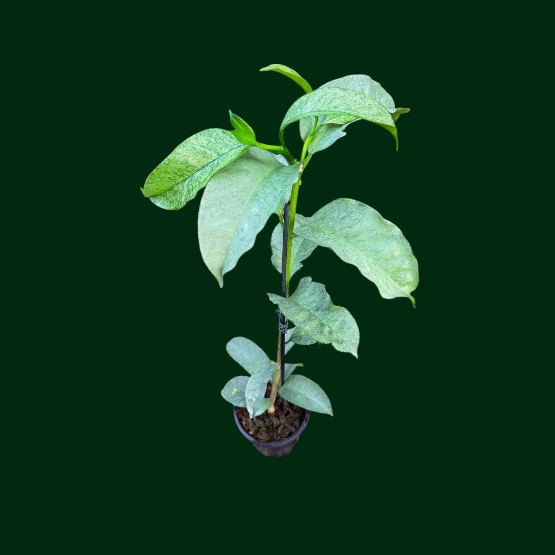 Hoya multiflora ‘Wonderphil’