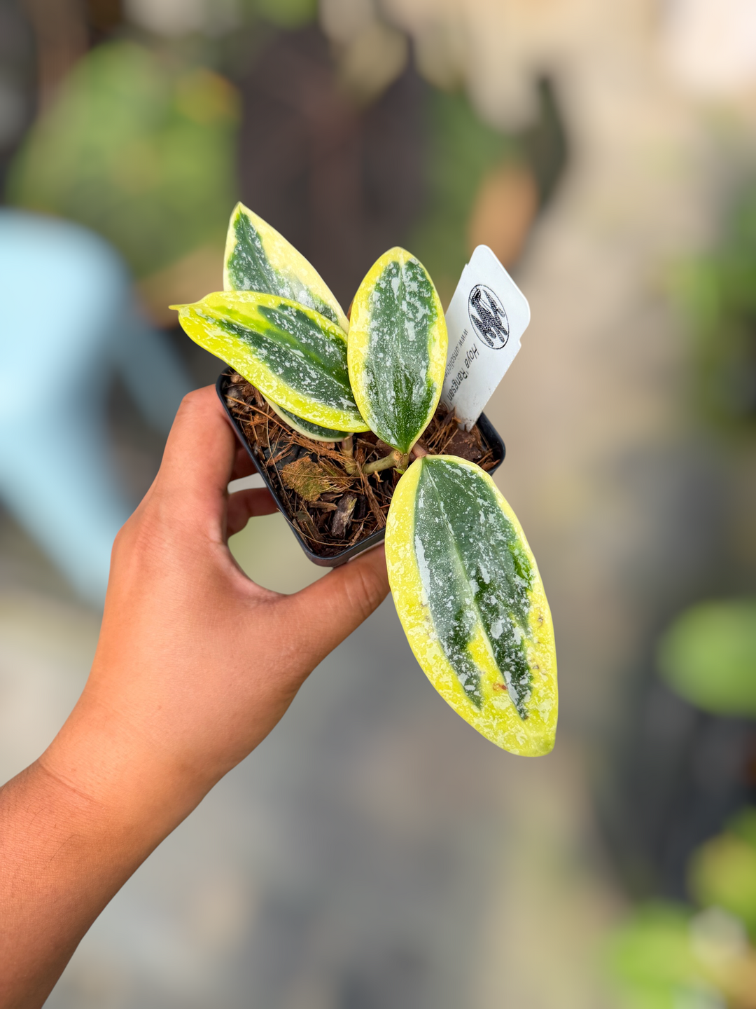 PS0855 - Hoya rangsan (albo)
