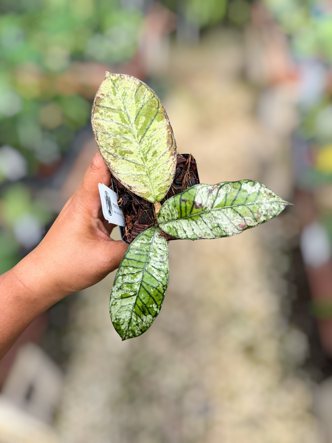 PS0853 - Hoya sp. Gunung Gading, Ghost)