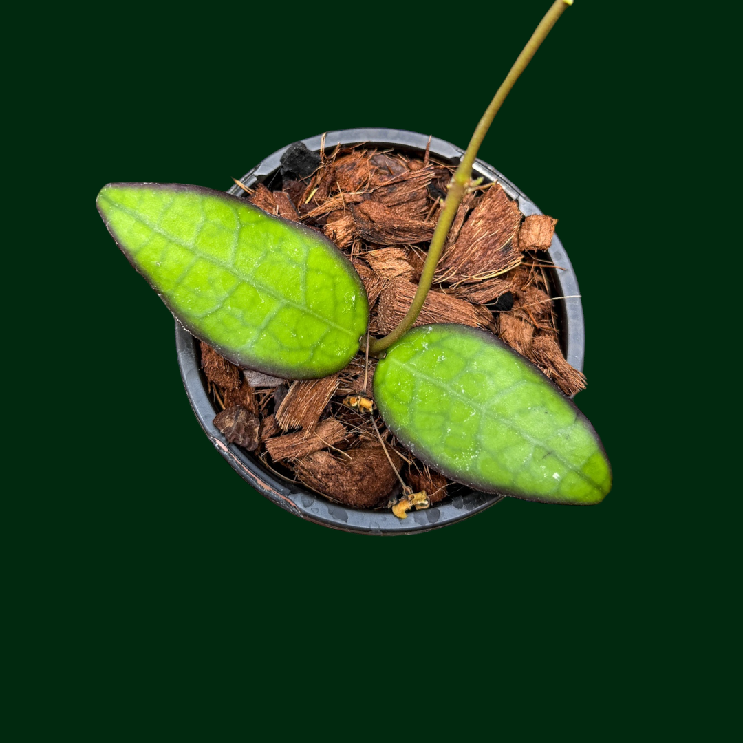 Hoya ‘Swiffer’s Dark Veil’ (RHM2599 - W. Kalimantan x UNK)