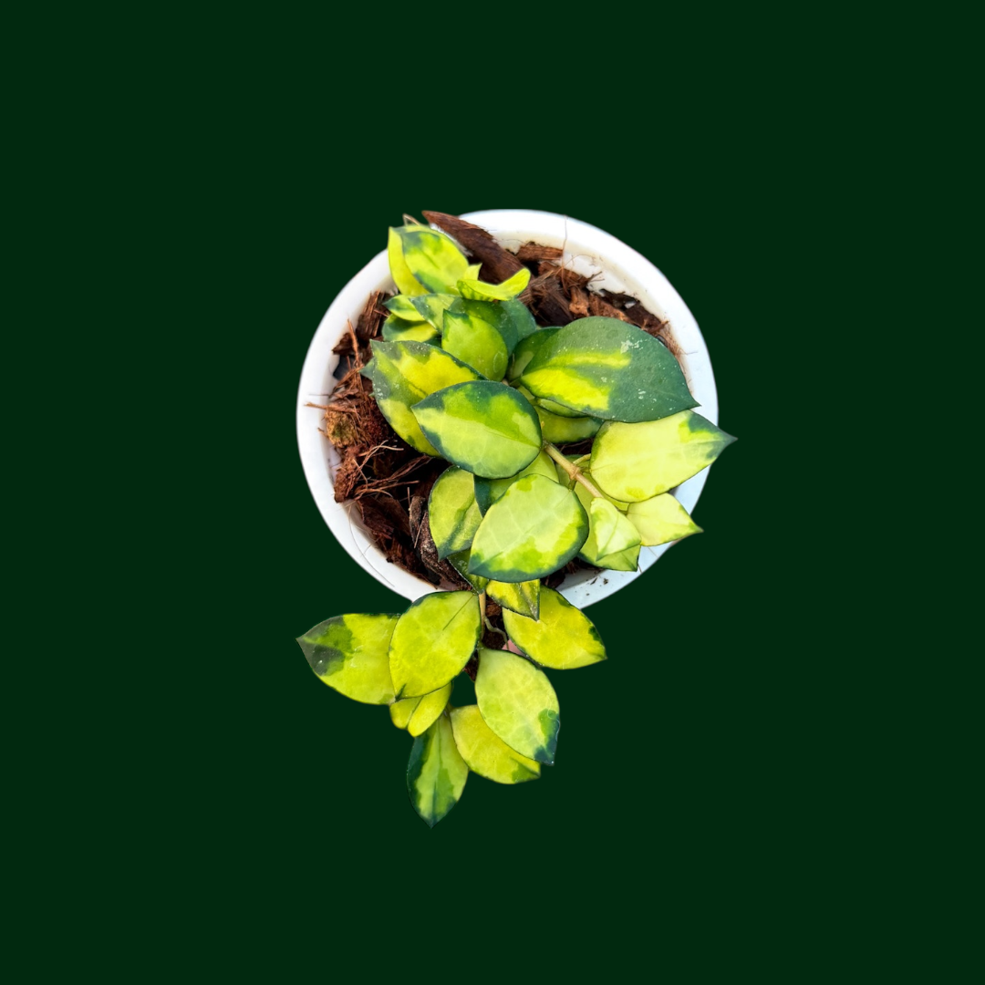 Hoya lacunosa ‘Asami’ (Inner Variegated)