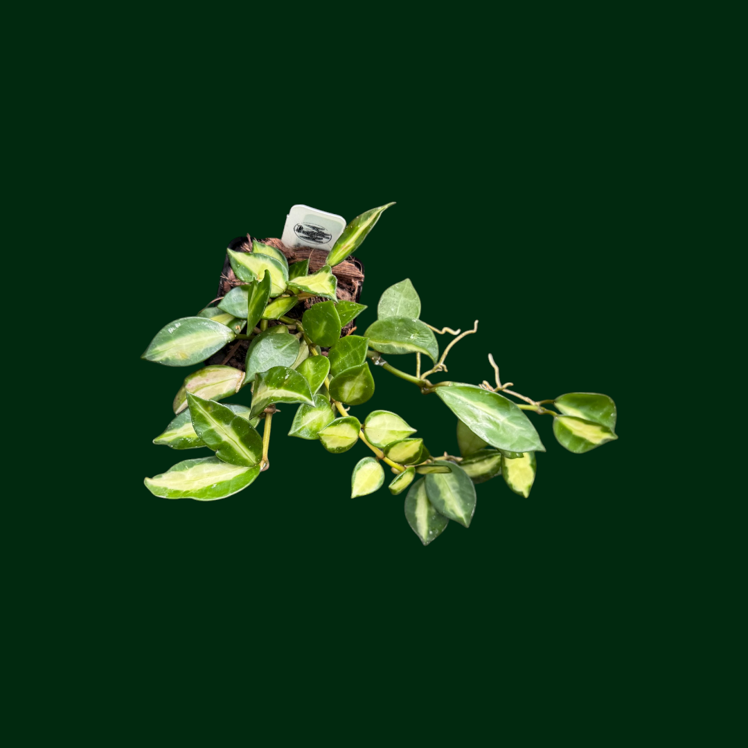 Hoya lacunosa ‘Queen Midori’