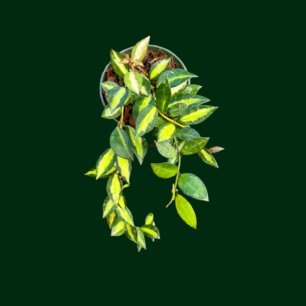 Hoya lacunosa ‘Queen Midori’