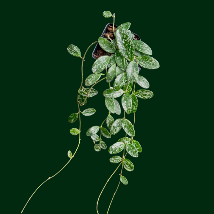 Hoya ‘Lima’ (splash)