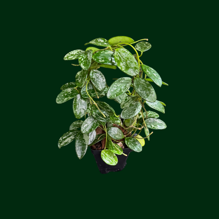 Hoya ‘Lima’ (splash)