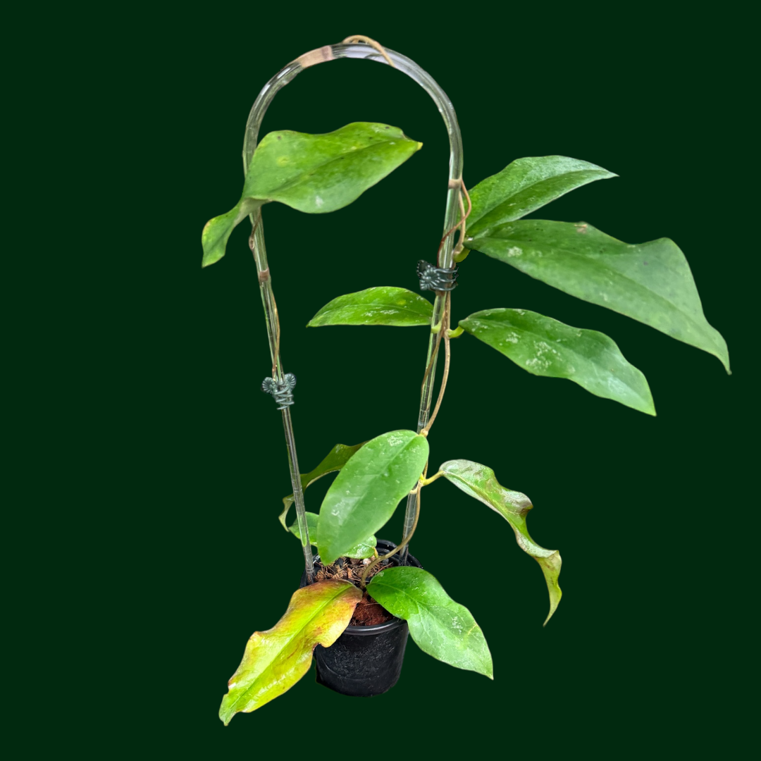 Hoya Fauziana ssp. Angulata (Uncommon)
