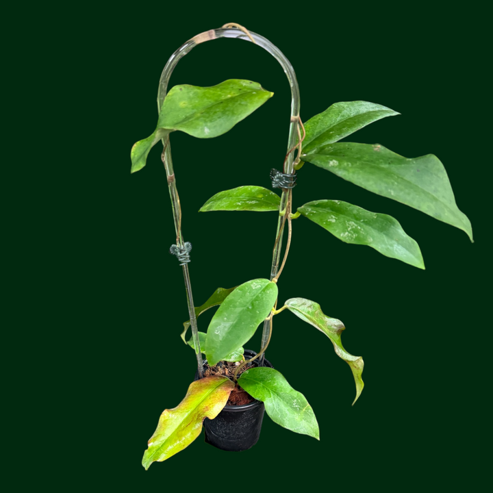 Hoya Fauziana ssp. Angulata (Uncommon)