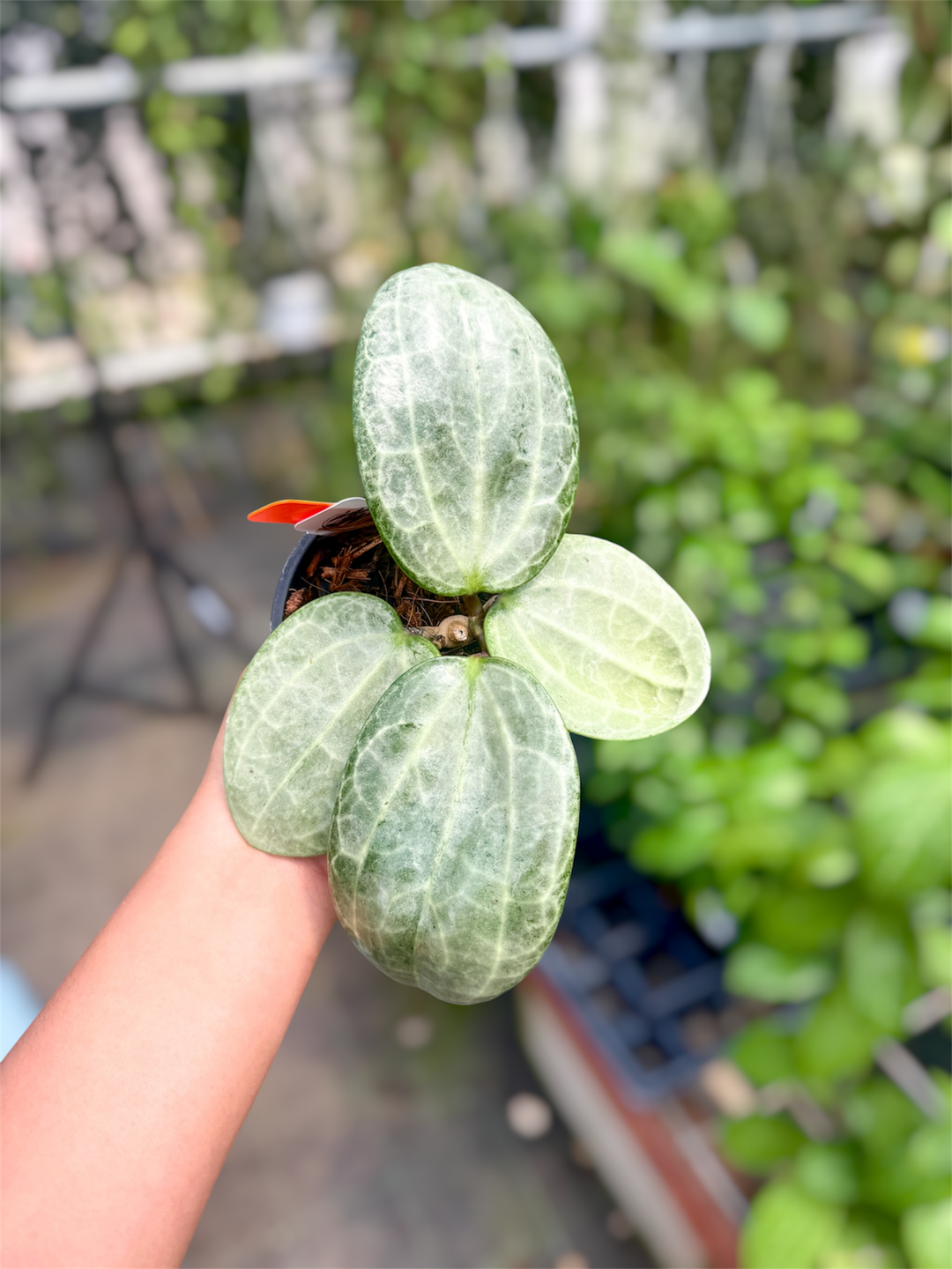 PS0499 - Hoya latifolia (silver)