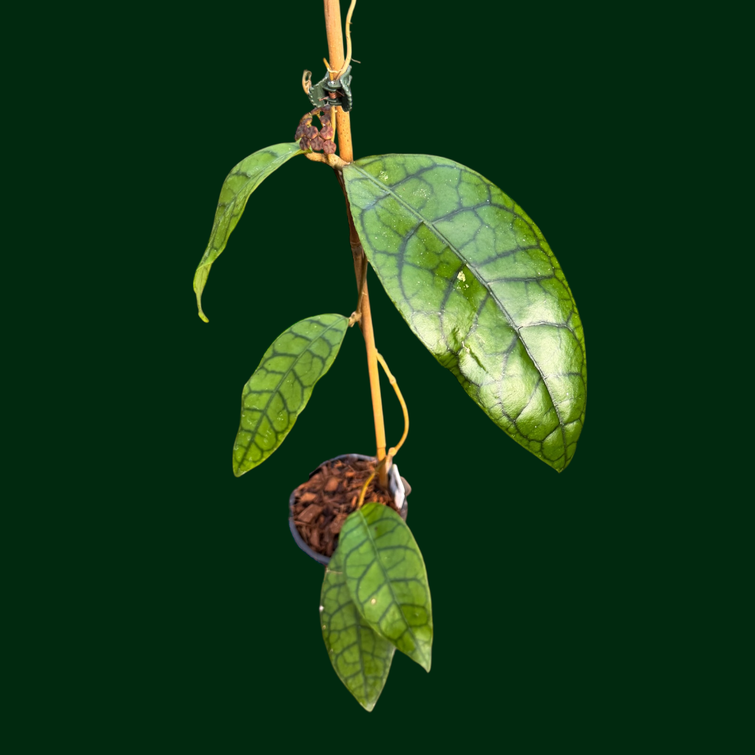 Hoya callistophylla ‘King’