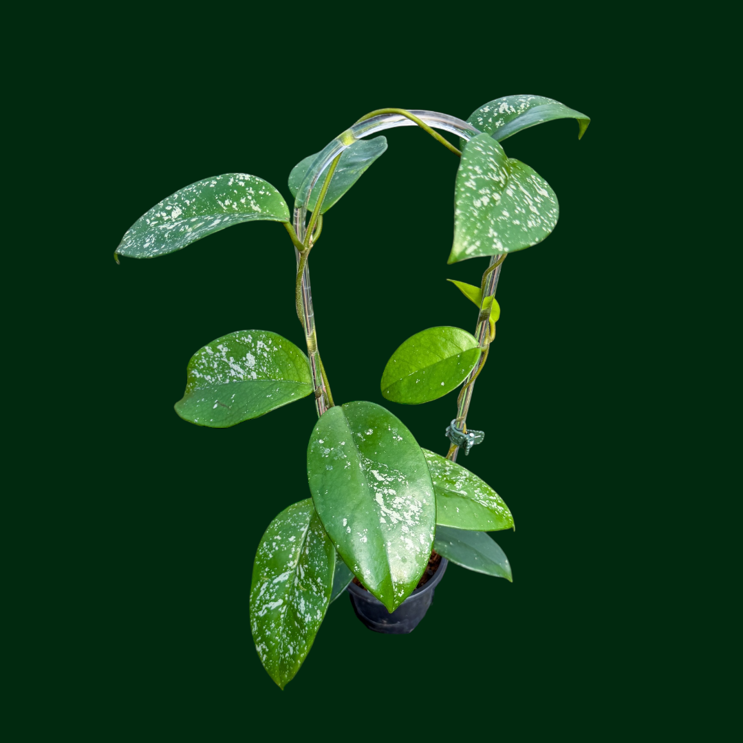 Hoya dasyantha (splash)