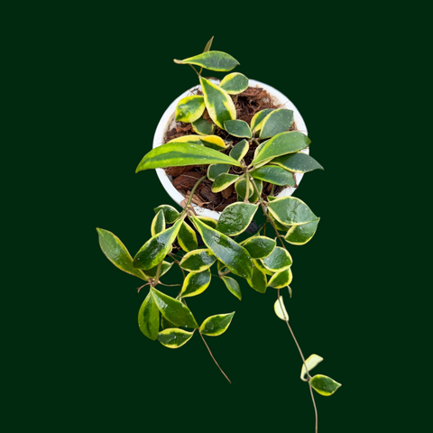 Hoya bakoensis (outer variegated) – Unsolicited Plant Talks