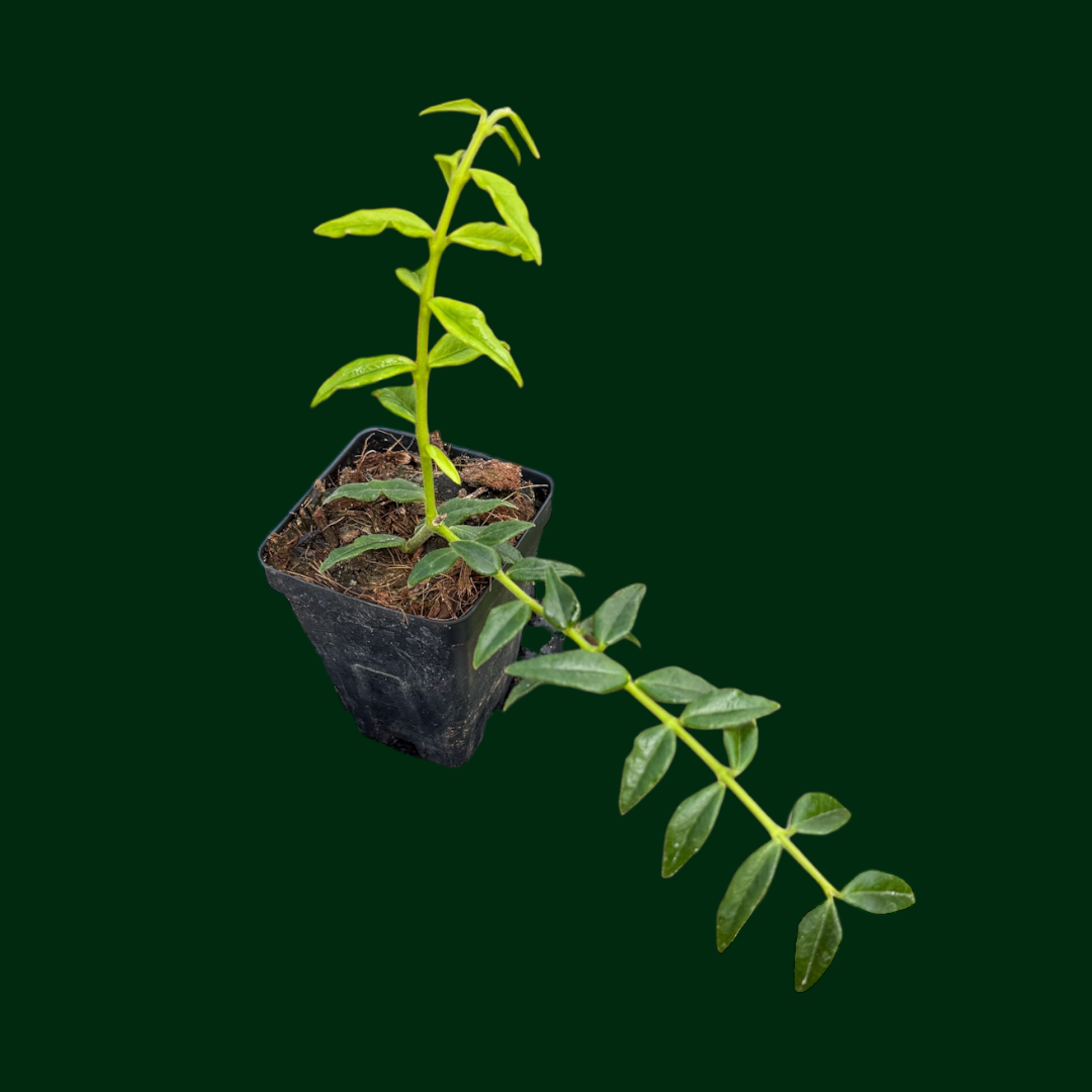 Hoya bella (PES03, white) - RARE