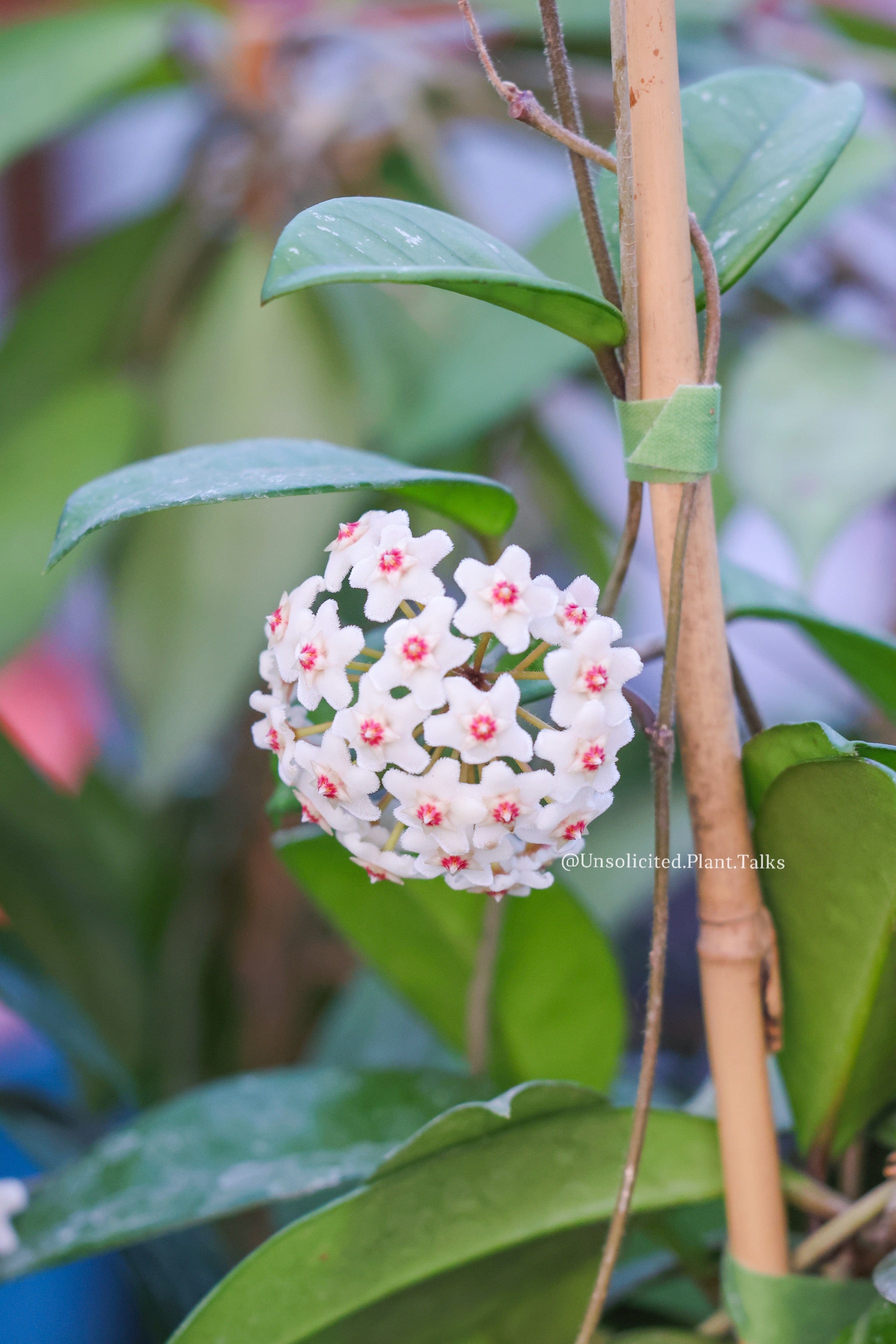 Hoya Plants for Sale | 450+ Hoya Species – Page 15 Hoya Plants for Sale | 450+ Hoya Species – Page 15